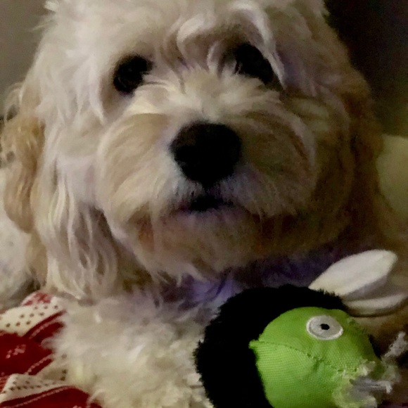 Meet your Posher, Sherri - Picture 1 of 1